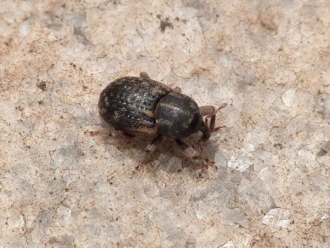 Piccolo Curculionidae - Aubeonymus carinicollis